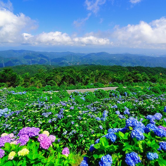 大川原高原のあじさい