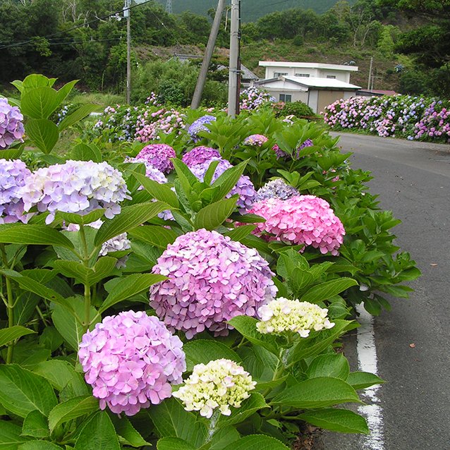 内妻のあじさい