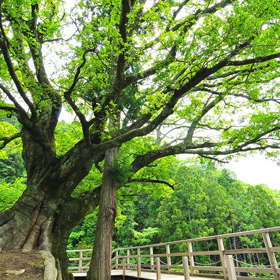 赤羽根大師の大エノキ