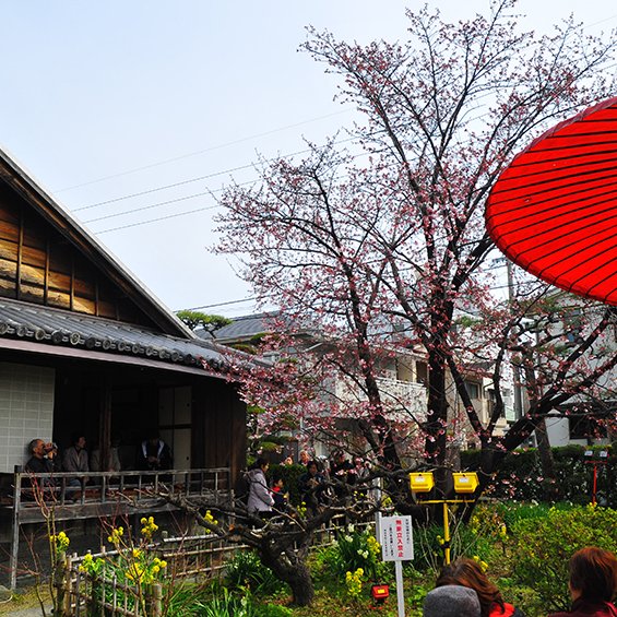 武家屋敷原田家（蜂須賀桜）