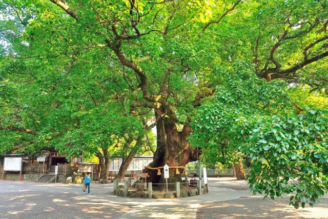 大麻比古神社