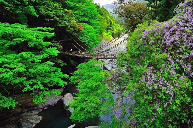 祖谷のかずら橋