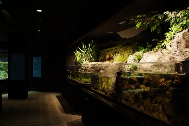 SATOUMI Kochi Prefectural Ashizuri Aquarium