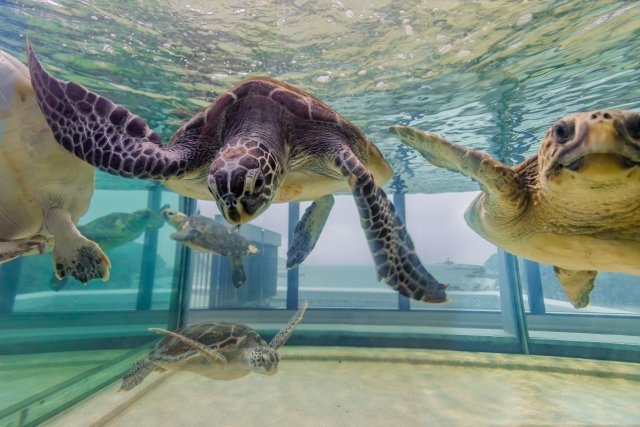 SATOUMI Kochi Prefectural Ashizuri Aquarium