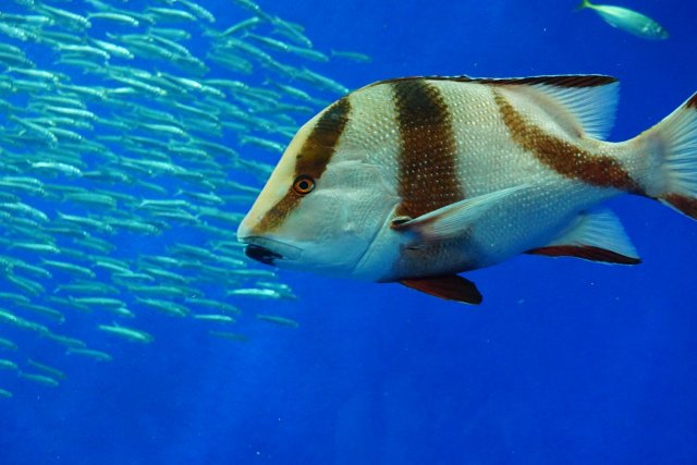 SATOUMI Kochi Prefectural Ashizuri Aquarium