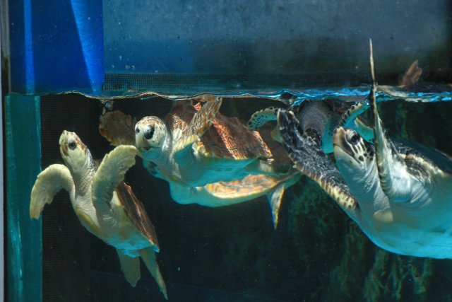 Sea Turtle Museum, “Caretta”