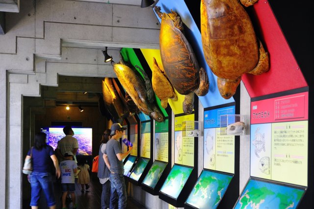 Musée des tortues de mer Caretta