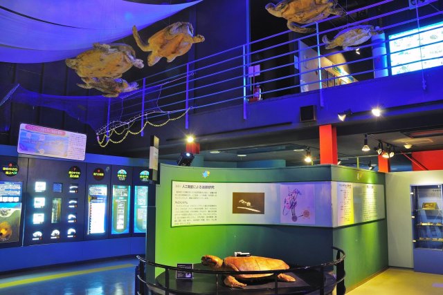 Sea Turtle Museum, “Caretta”