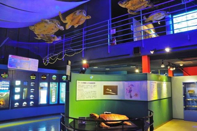 Musée des tortues de mer Caretta