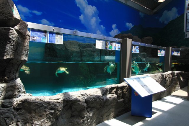 바다거북 박물관 「카렛타」