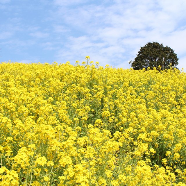 Inuyose Pass Yellow Flower Field