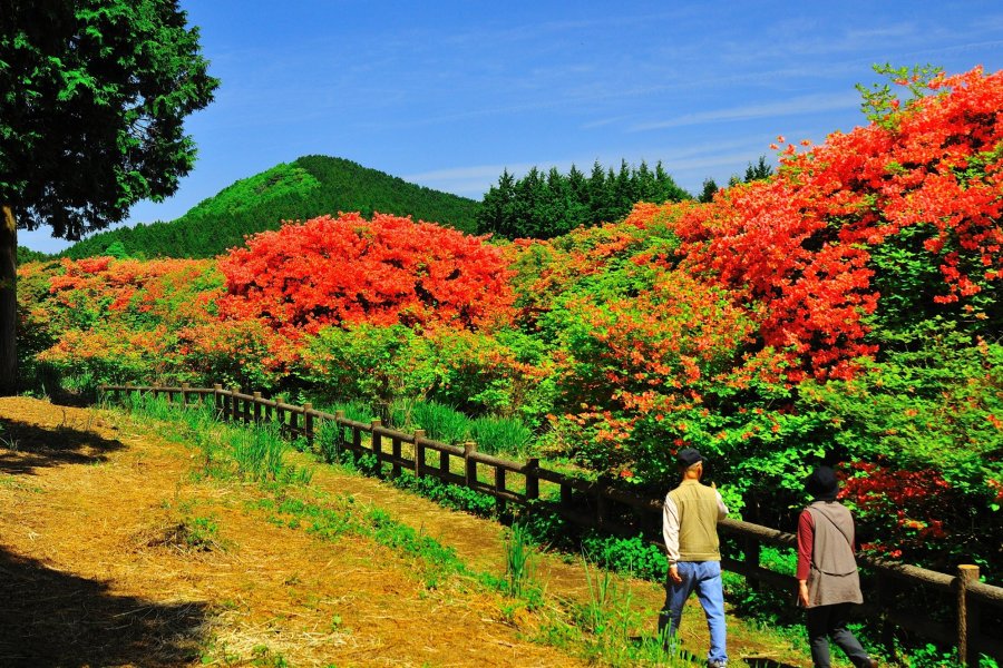 船窪つつじ公園 スポット 体験 四国のおすすめ観光 旅行情報 公式 ツーリズム四国