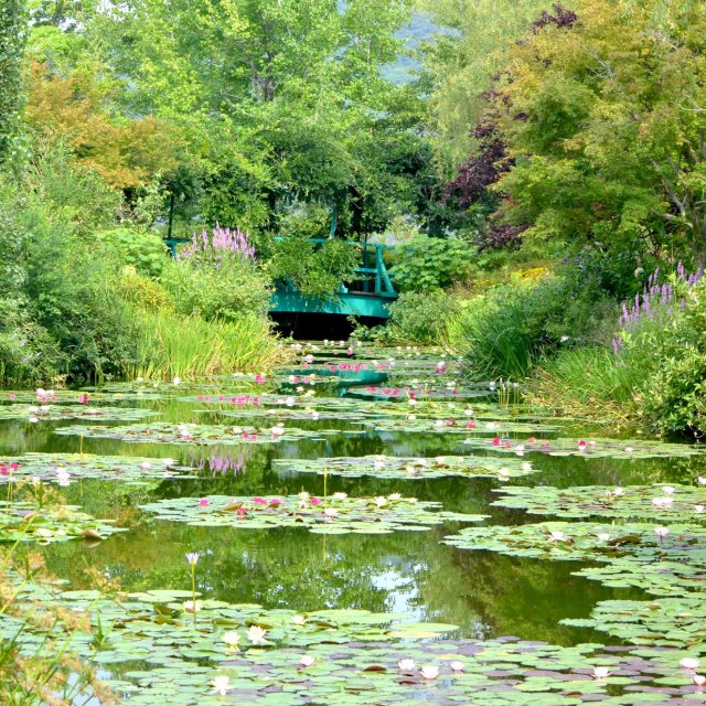 北川村“莫奈花园”马蒙丹