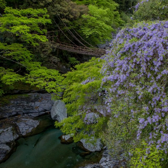 祖谷かずら橋