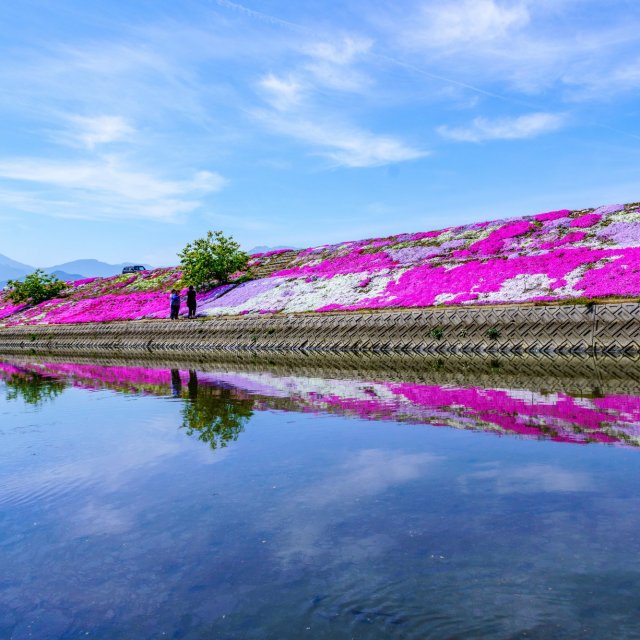 禎瑞の芝桜