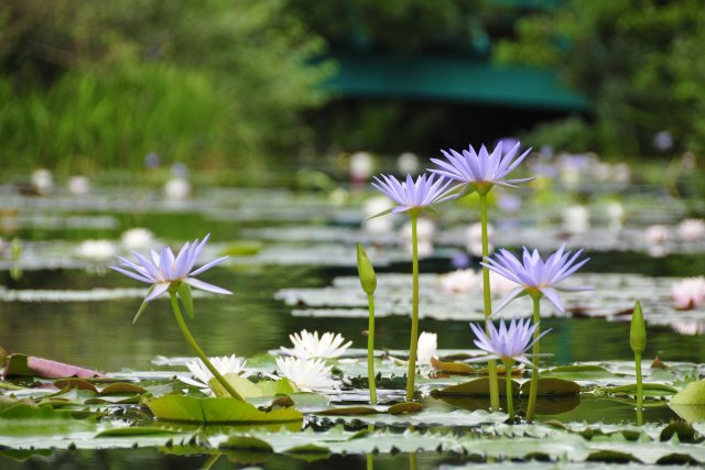 北川村「莫內庭園」馬摩丹