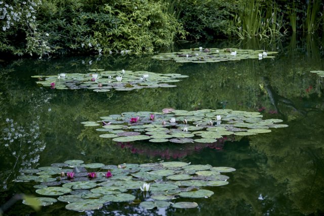 北川村「莫內庭園」馬摩丹