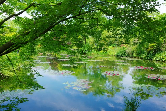 北川村「莫內庭園」馬摩丹