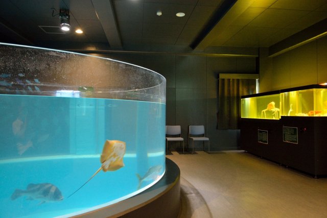 Aquarium de l'ancienne école de Muroto
