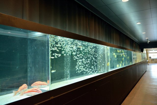 Aquarium de l'ancienne école de Muroto