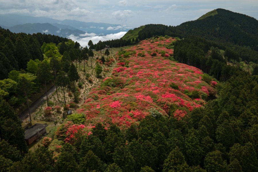 船窪つつじ公園 スポット 体験 四国のおすすめ観光 旅行情報 公式 ツーリズム四国