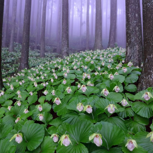 かずら橋山草園