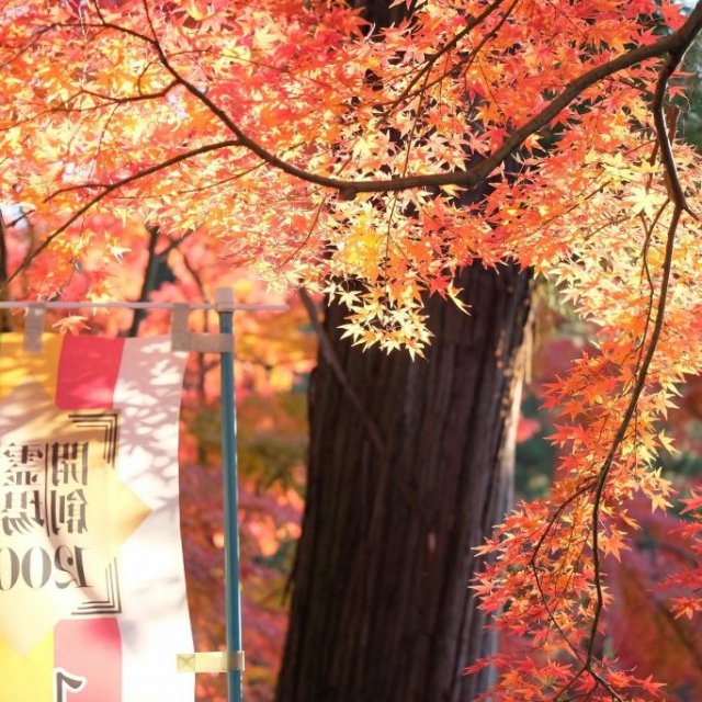 【紅葉スポット】白峯寺