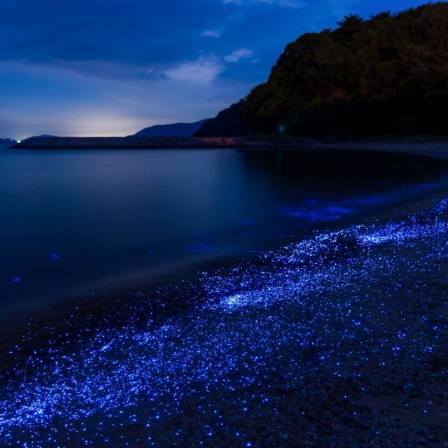 粟島海螢藍眼淚