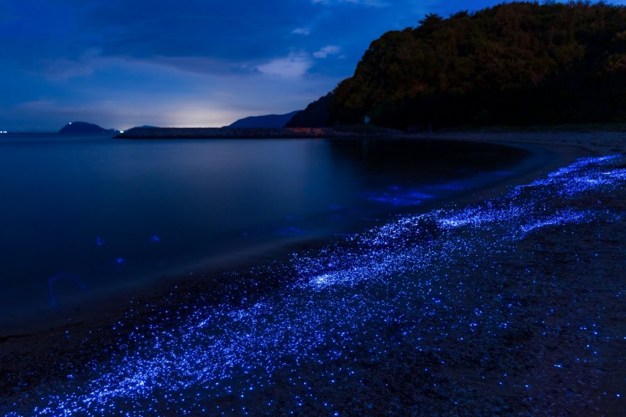 Awashima Sea Firefly What To See Do Tourism Shikoku