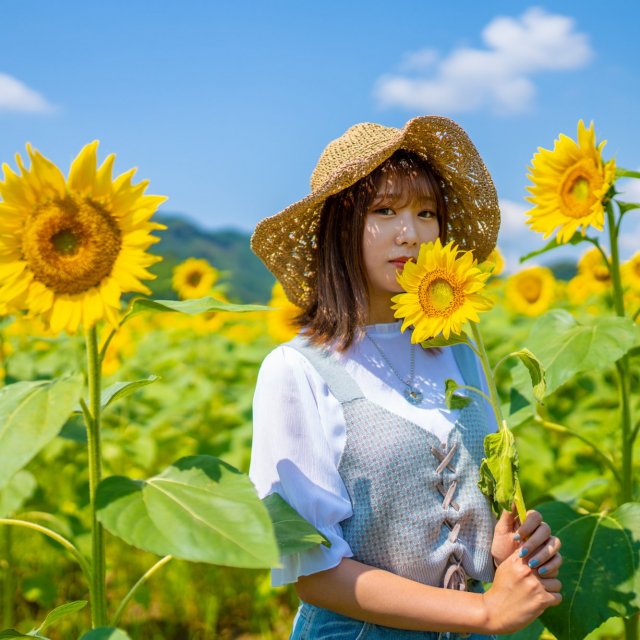 Izuma Sunflower Field