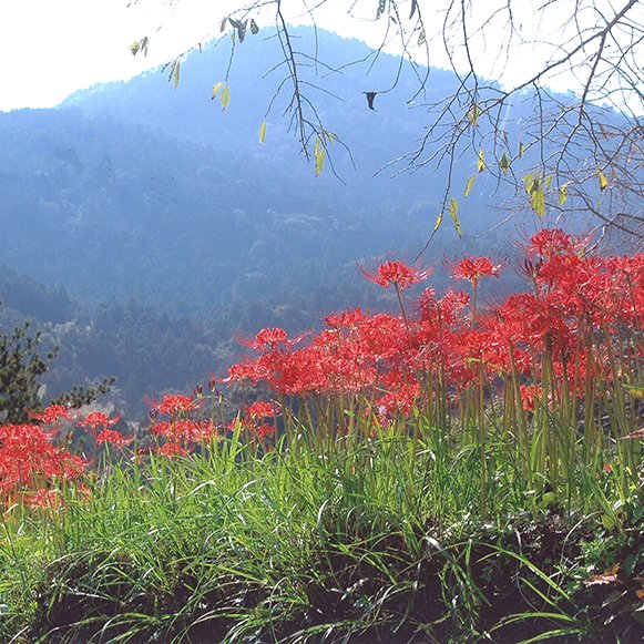 神山温泉創造の森　彼岸花