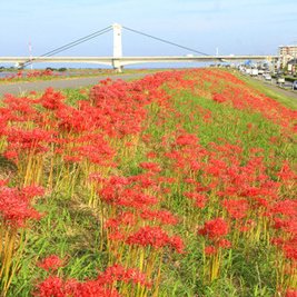 しらさぎ大橋の彼岸花