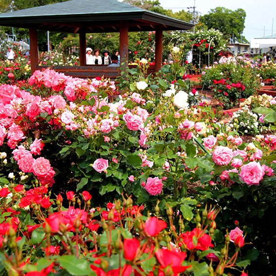 藍住町バラ園
