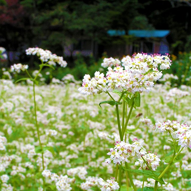 奥祖谷のそばの花