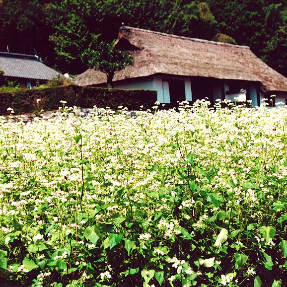 川人家長屋門のそばの花