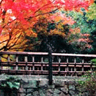 ドイツ村公園の紅葉