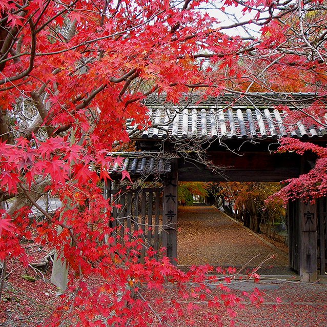 丈六寺の紅葉