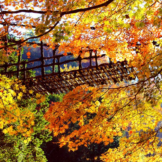 奥祖谷二重かずら橋の紅葉