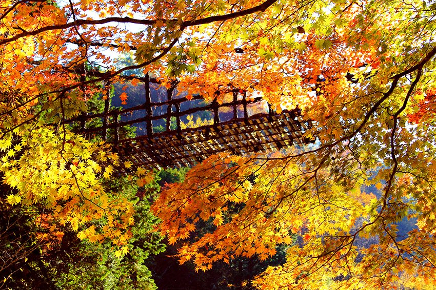 奥祖谷二重かずら橋の紅葉 スポット 体験 四国のおすすめ観光 旅行情報 公式 ツーリズム四国