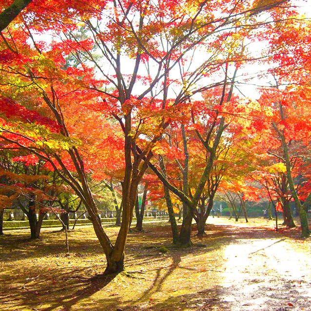 箸蔵山の紅葉