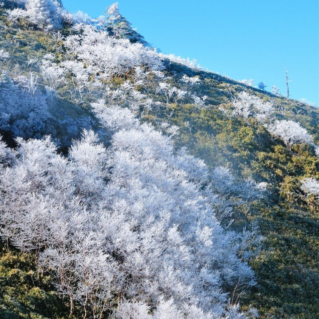 剣山の樹氷