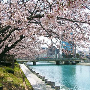 藍場浜公園の桜