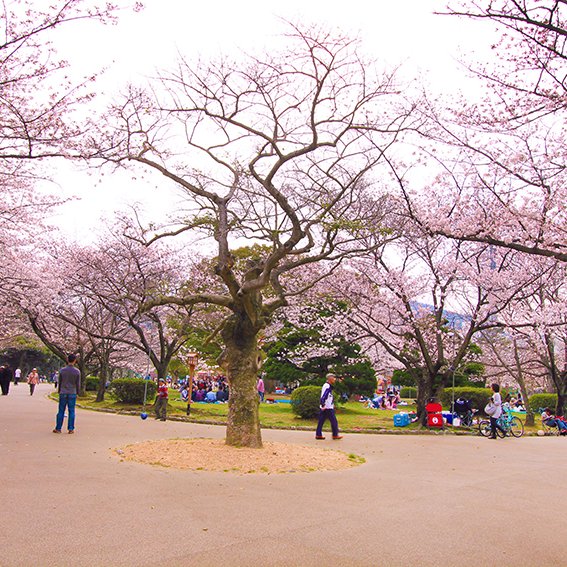 徳島中央公園の桜