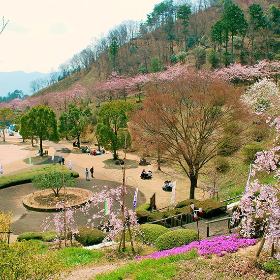 神山森林公園イルローザの森・桜