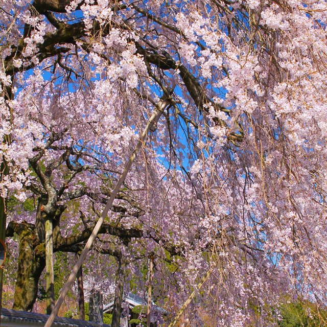 明王寺・しだれ桜