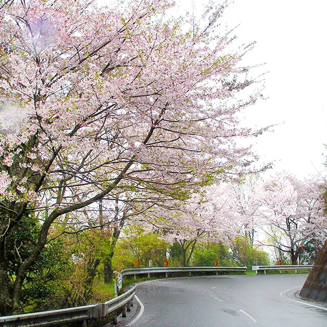 チェリーロードラインの桜