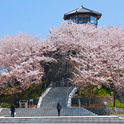 牛岐城趾公園の桜