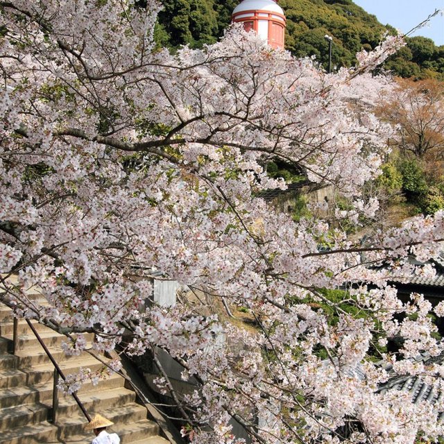 薬王寺の桜