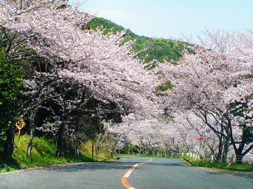 津峯公園の桜｜スポット・体験｜四国のおすすめ観光・旅行情報
