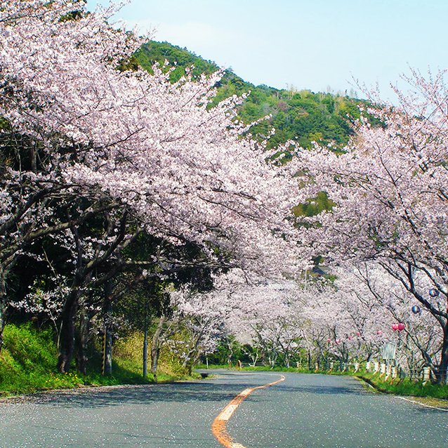津峯公園の桜